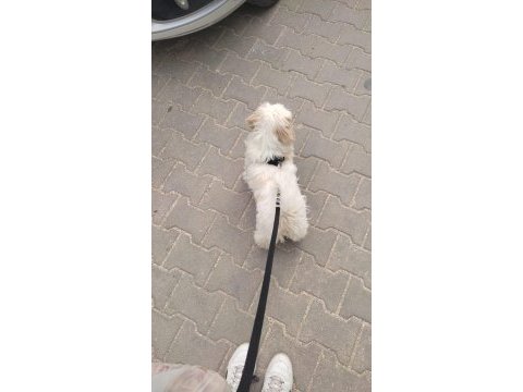 Aşıları tam 4.5 aylık yavru maltese