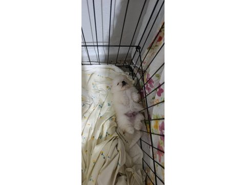 Pomeranian boo erkek ve dişi yavrularımız üst kalite