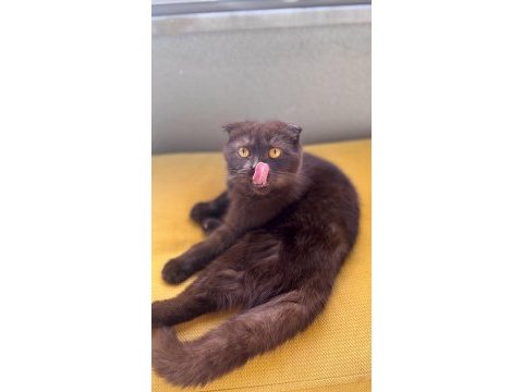 Scottish fold kedimiz gofret için kalıcı yuva arıyorum
