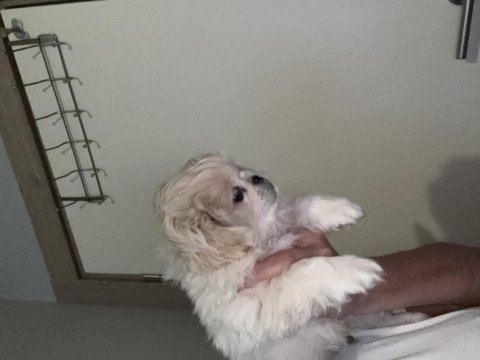 Minik pamuk pekinez köpekler