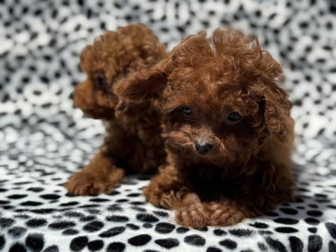Petmode köpek çiftliğinden tea cup kore poodle