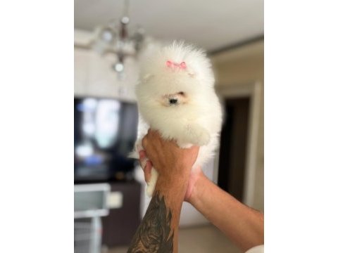 Baby sürat efsane dişi pomeranian