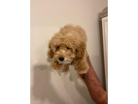 A- class maltipoo yavrular
