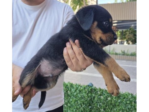 Dev rottweiler yavrusu erkek