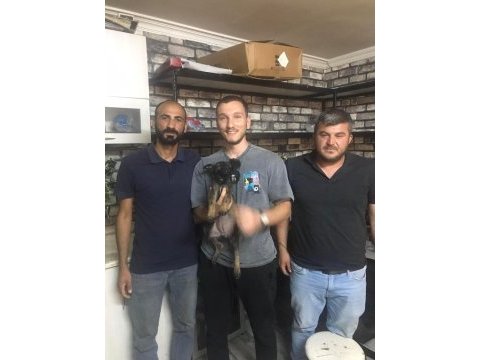 6 yıllık emeğin sonucu malinois yavrular (yasal çiftlikten)