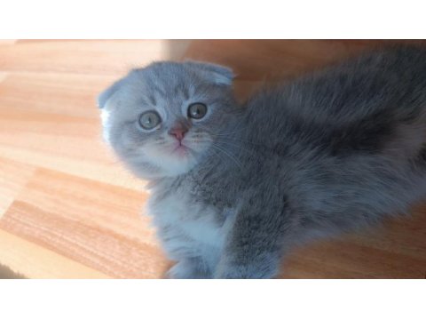 Güzel scottish fold kızım