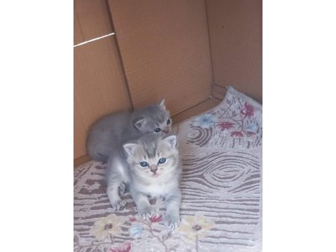 Koca kafa kediler