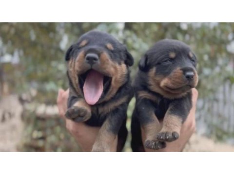 Rottweiler yavruları
