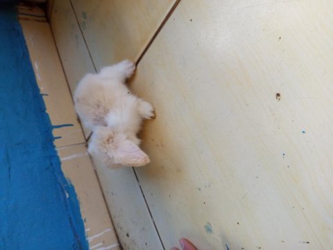 Orjinal hollanda teddy lop tavşan her ile gönderim