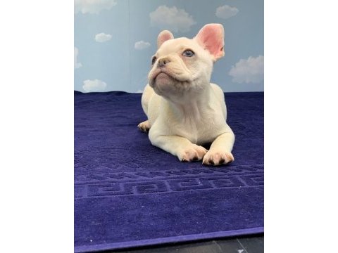 Muhteşem kalite platin french bulldog dişi