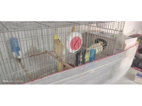 Lutino kırmızı göz çift sultan papağanı