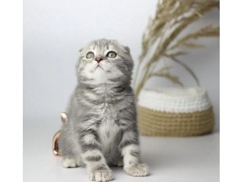 Scottish fold silver yavrularım 