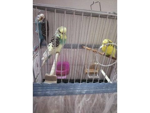 3 adet muhabbet kuşu
