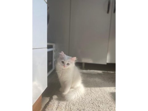 Birtish shorthair erkek