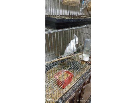 Sağlıklı 1 çift ve 1 ad tek erkek sultan papağanı