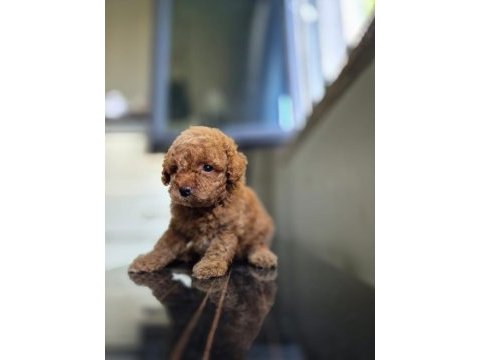 Toy poodle dişi erkek