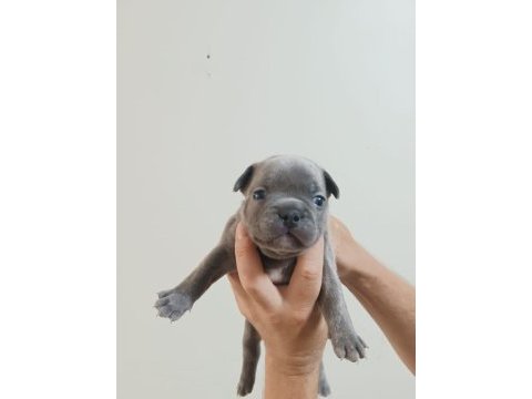 Rezerveye açık french bulldog yavrular