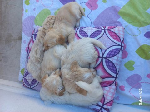 Harika oyuncu köpekler çok tatlılar