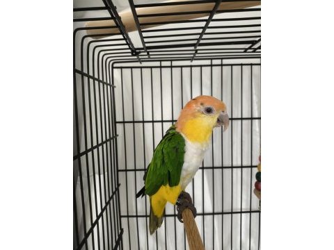 Caique papağanı (kayık papağanı)