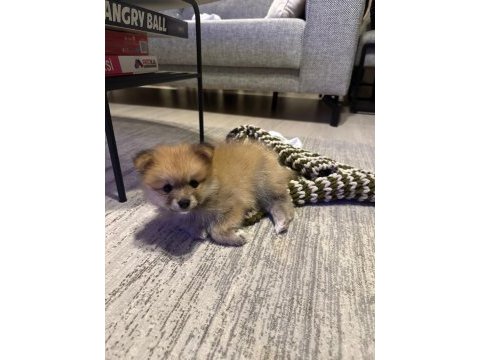 2 aylık pomeranian boo yavru