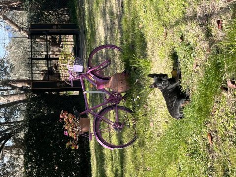 5 aylık french bulldog
