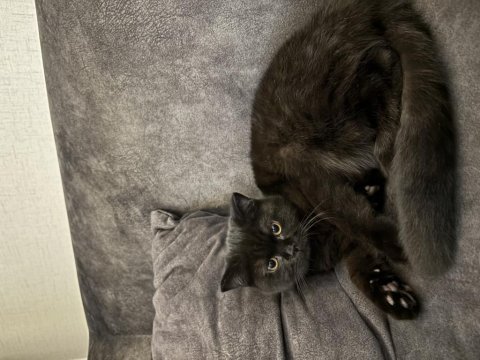 Ücretsiz erkek british shorthair
