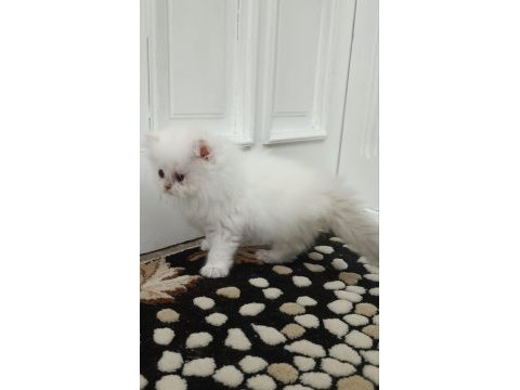 Golden british ay point longhair