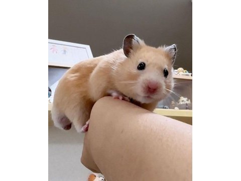Hamster gonzales yavrular heryere gönderim