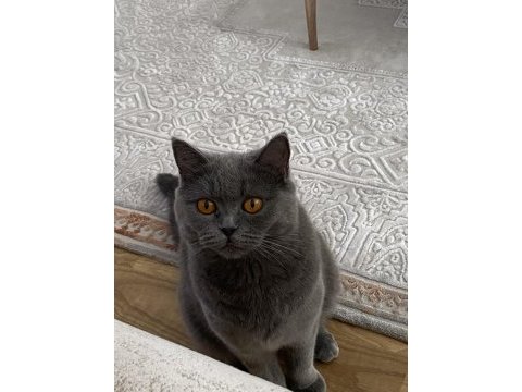 British shorthair 1,5 yaşında dişi