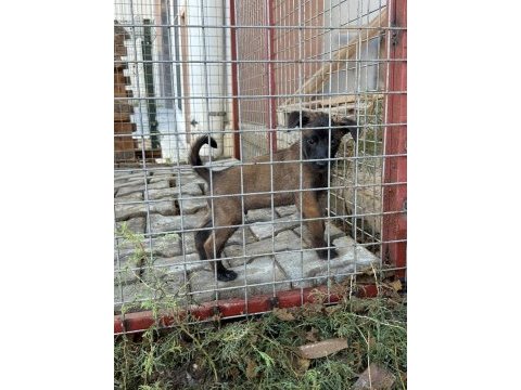 A++ kalite belçika kurdu yavrular hızlı olan kazanır