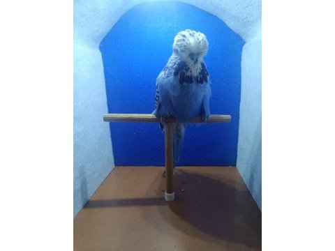 Muhabbet kuşu şov jumbo ankara