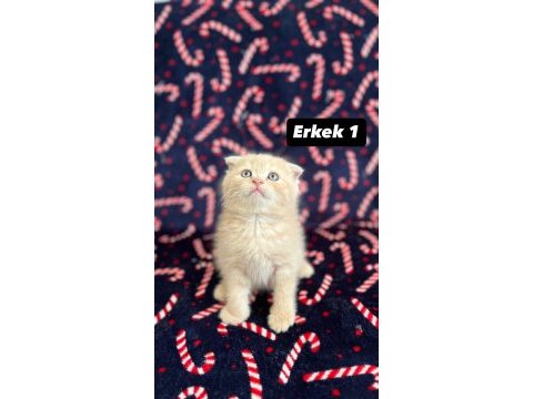 8 tane biblo scottish fold yavrularımız