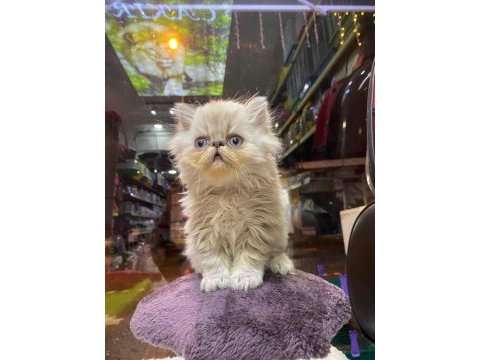 Scottish fold ve british her cins kaliteli yavru kedilerimiz
