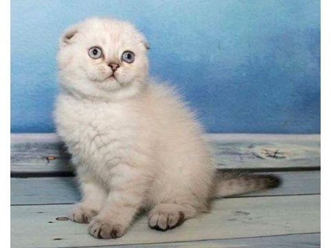 Göz alıcı renk tonlarıyla safkan scottish fold
