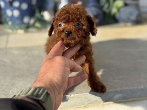 Show kalite tea cup kore poodle yavrularımız