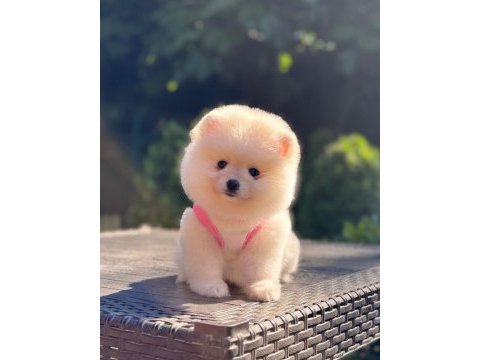 En tatlı pomeranian boo