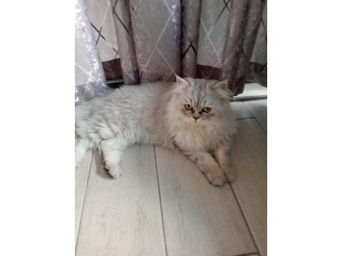 British longhair acil satılık kısırlaştırılmadı