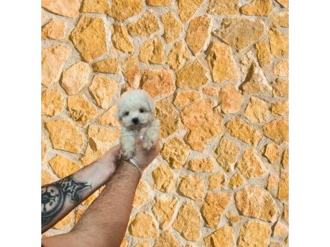 Tüy dökmeyen maltese terrier bebekler