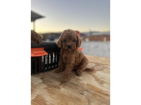 Kore kan toy red brown poodle