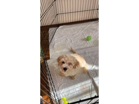2 aylık erkek maltipoo