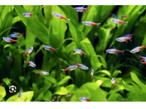 Dört adet sağlıklı neon tetra