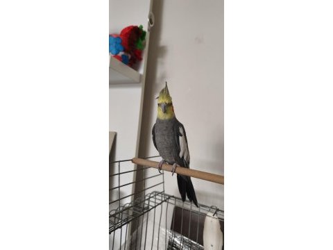 Sağlıklı erkek sultan papağanı