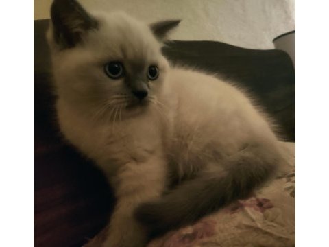 2 aylık british shorthair