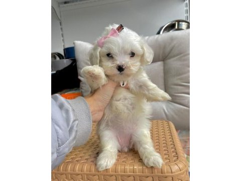 2 aylık maltese terrier yavruları