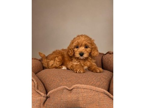 Babyface maltipoo yavrularımız