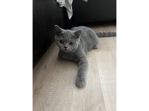 Safkan british shorthair yavru kedimiz