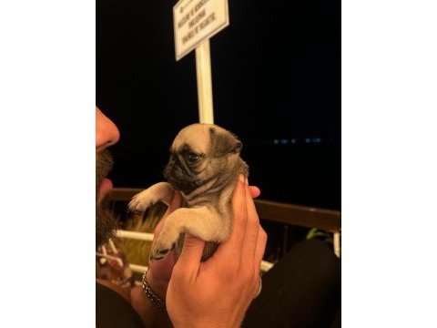 Gül kuyruk pug erkek bebek
