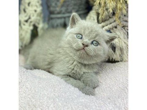 Top kafa british shorthair