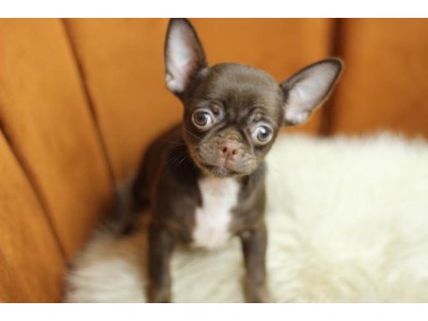 Chocolate chihuahua yavrusu