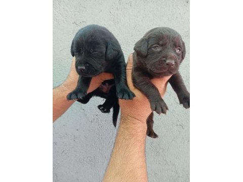 Labrador yavru köpekler